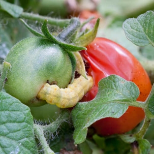 Whats Eating Your Garden