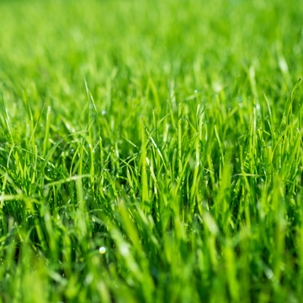 green lawn