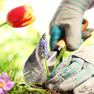 Gardening tips