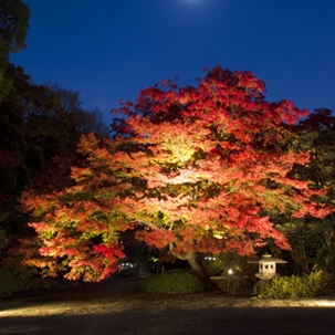 lighting set up for big trees