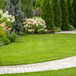 backyard with different trees and flowers