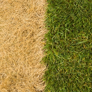 Brown and green grass