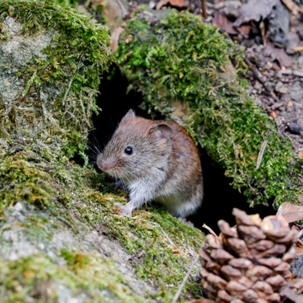 Vole