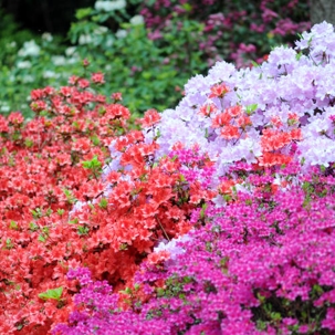 plant azaleas for a pop of color