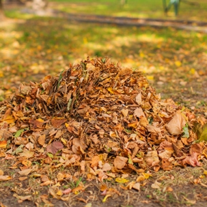 mulching leaves
