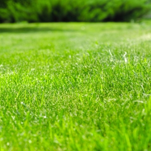 Green grass
