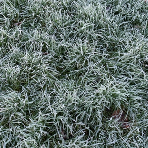 Frost on the grass