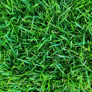 zoysia grass seeds