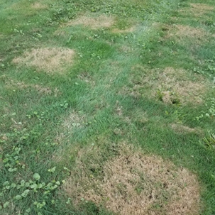Grasses have brown patches