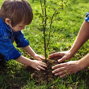 fall is best time to plant tree