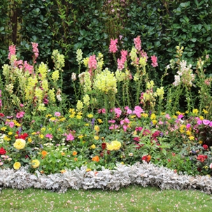 plant bulbs in spring