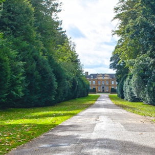 large trees and shurbs and a pathway at the center