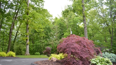 Paved driveway curves through a leafy green area. Photo