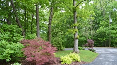 Paved driveway curves through a leafy area with colorful maples and other shrubs. Photo
