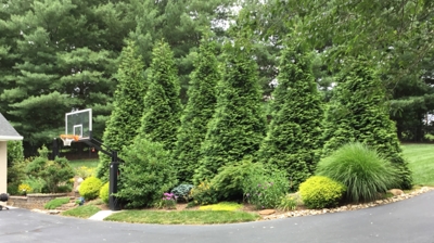 Paved driveway curves around a landscaped area with tall trees, shrubs, and flowers. Photo