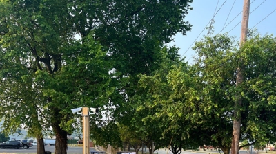 A paved driveway curves around landscaping with trees, shrubs, and a sign. Photo