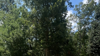White flowers and greenery along the stairs Photo