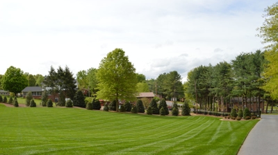 A lawn with trees and houses. Photo