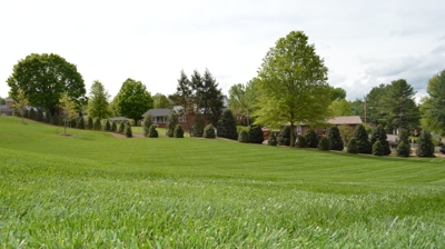 Grassy field with trees and houses Photo