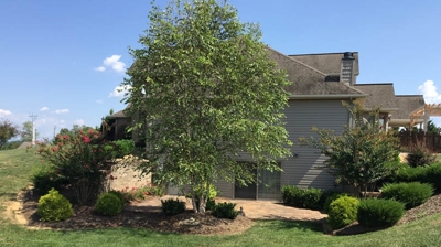 A house with a yard and a large tree. Photo
