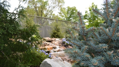 Small water garden with rocks, plants, and a fence Photo