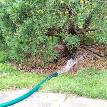 5 Ways to Prepare Your Trees for Winter