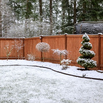 4 Ways to Care for Your Trees This Winter