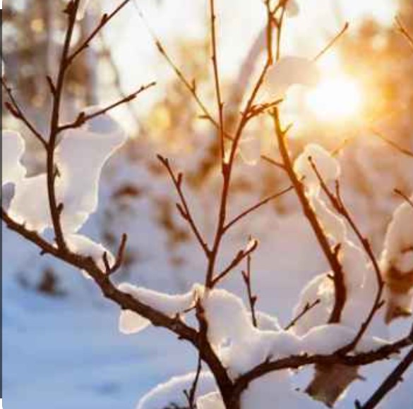 A Guide to Preparing your Trees for Winter Johnson City, TN