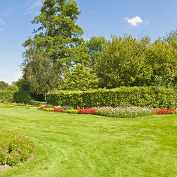 6 Ways to Keep Your Trees in Good Shape