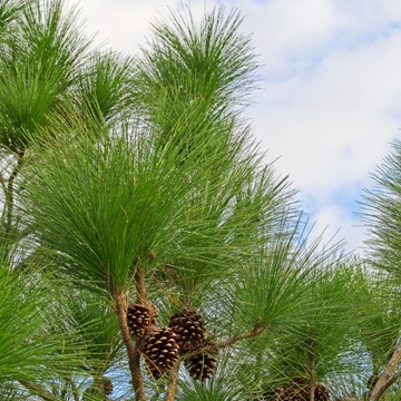 5 Reasons to Plant Pines