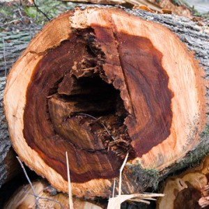 Tree Previous Failure Signs of Tree Failure | Johnson City