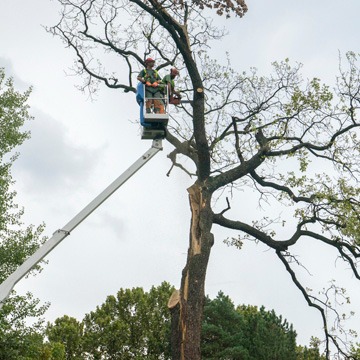 What you Should Know about Topping Trees