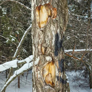 Wounded Tree 3 Common Tree Wounds and What to Do About Them