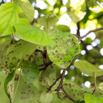 Learn the Warning Signs of Diseased Trees | Kingsport TN